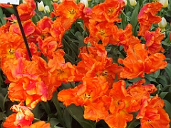 tulipsNL (71)